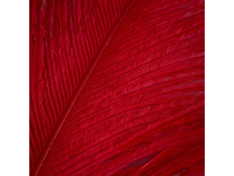 Strutsplym - Red
