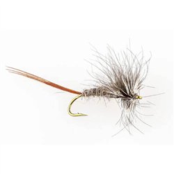 Oaklind Vulgata Brown