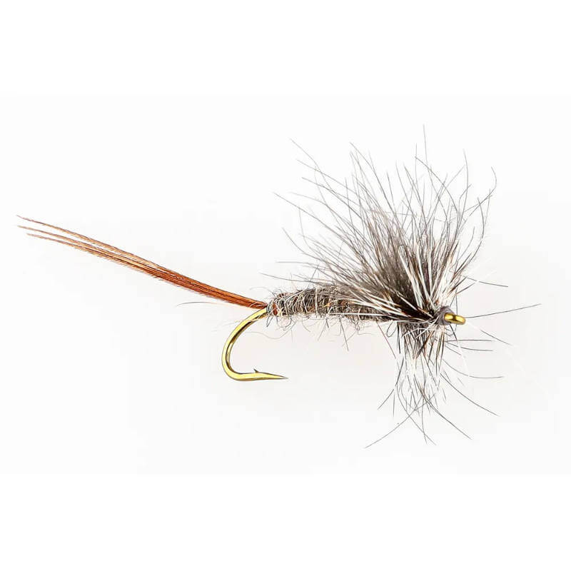 Oaklind Vulgata Brown