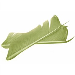 Nature's Spirit Turkey Biot Quills - Pale Olive