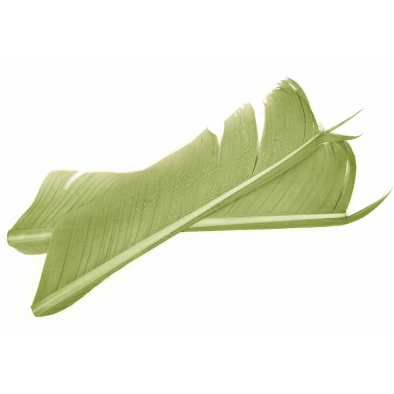 Nature's Spirit Turkey Biot Quills - Pale Olive
