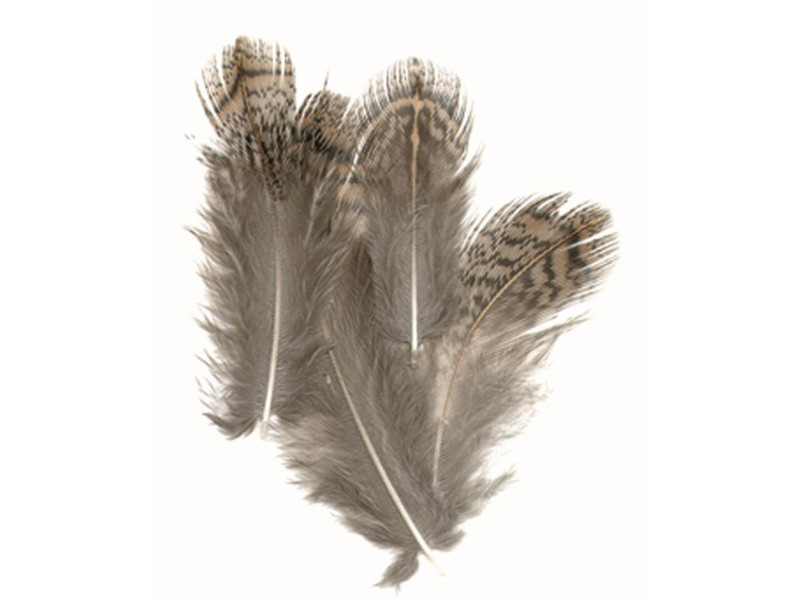 Rapphöna Brunryggfjäder