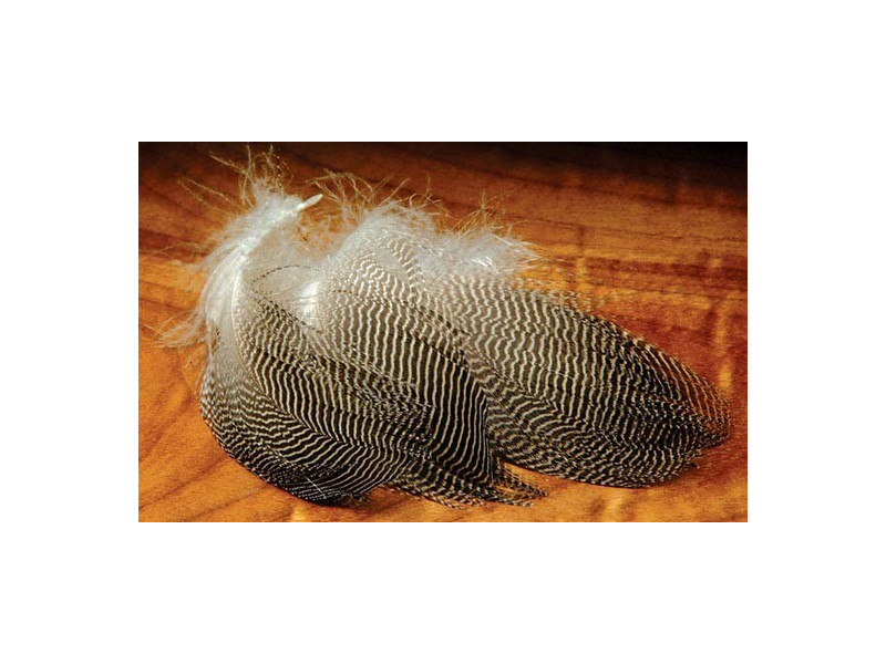 Gadwall Barred Flank