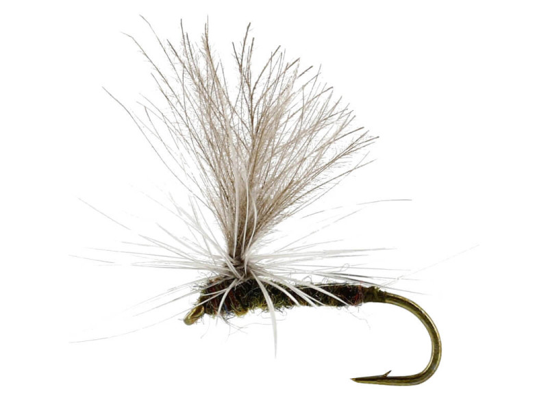 Baetis Dun Olive