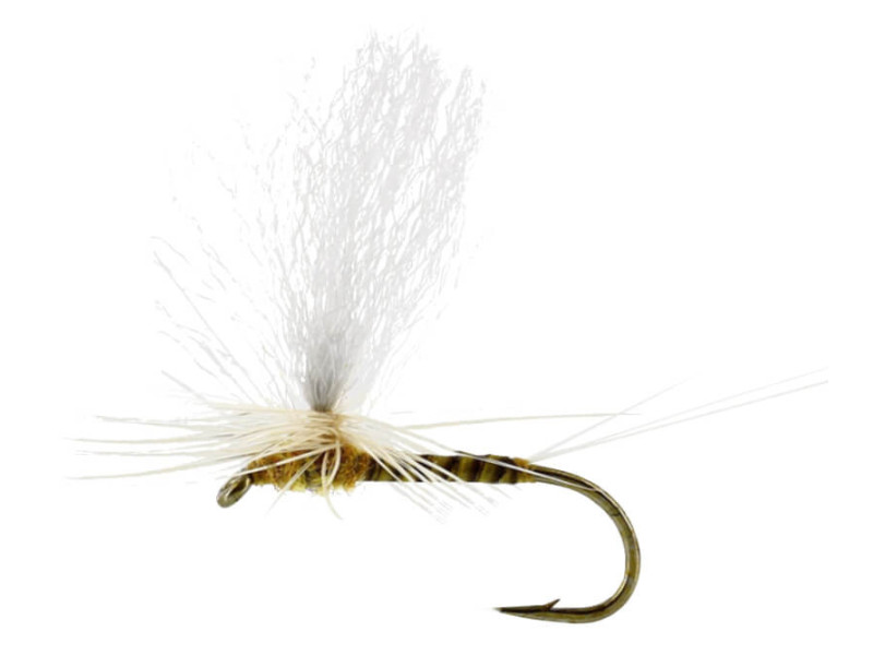 Sulphurea Dun Quill Yellow