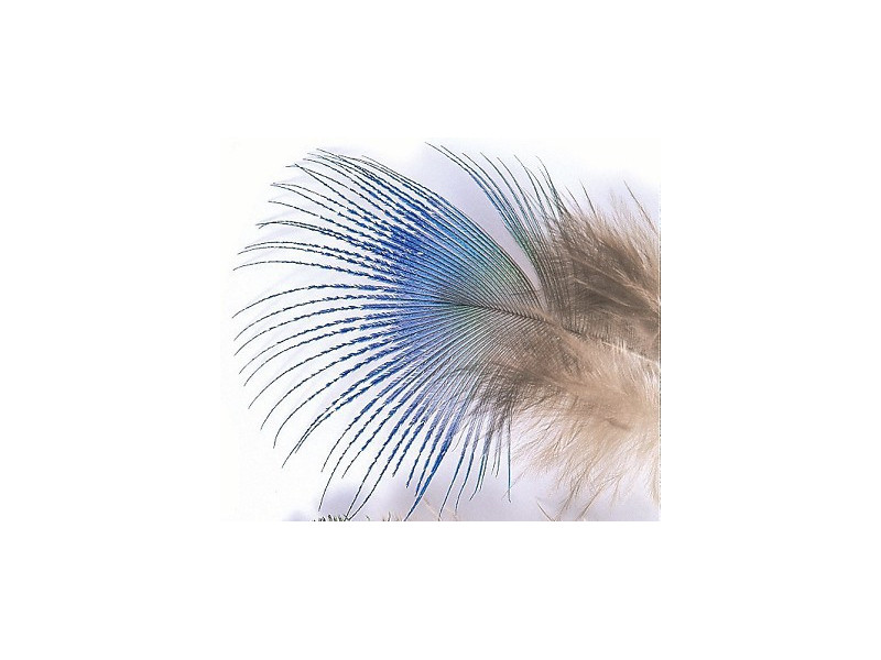 Påfågel blå nackfjäder