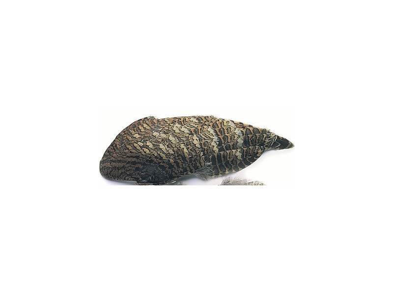 Morkulla vingpar