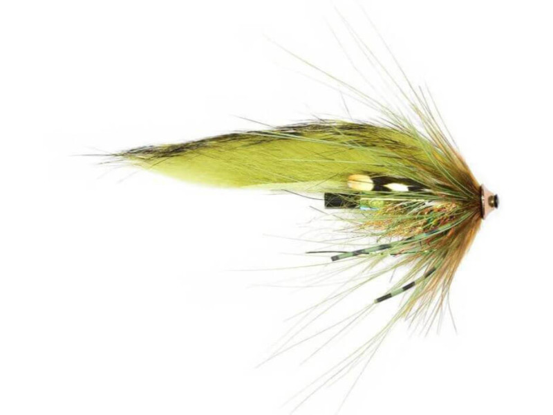 Olive Z Spey