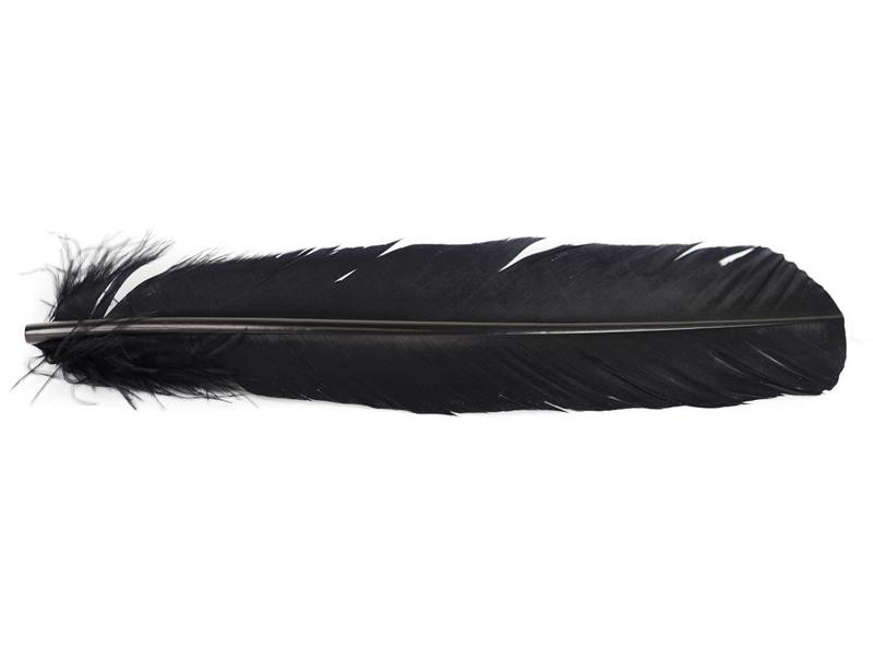 Kalkon färgade vingpennor - Black