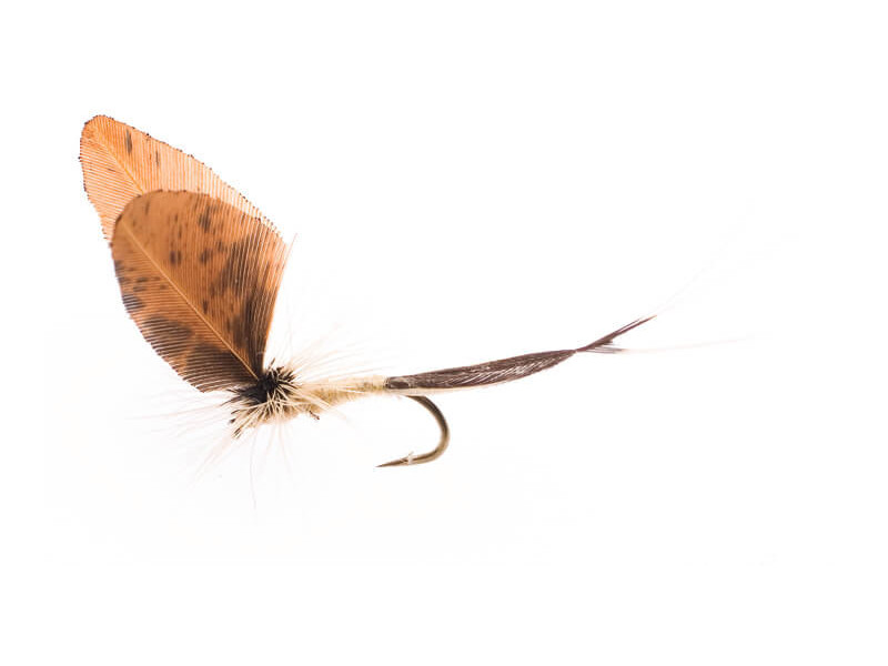 Ephemerella Dun