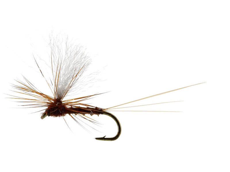 Vespertina Dun Biot Brown