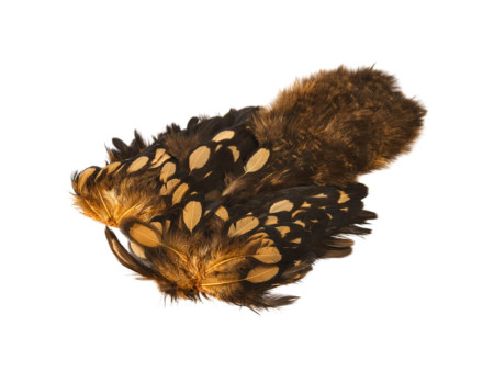Whiting Hen SH/C Black Laced - White dyed Ginger