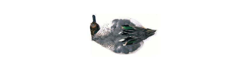 Krickand (Teal)