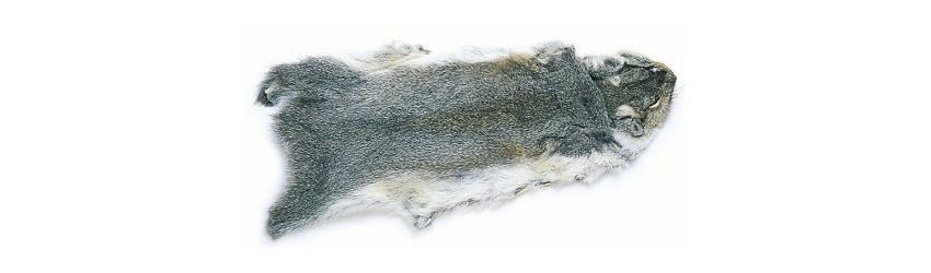 Ekorre